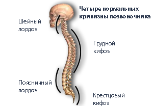 Правильная осанка: нормальные кифозы и лордозы позвоночника.