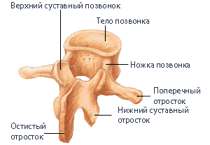 Устройство позвонка.