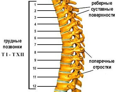 Позвонки грудного отдела позвоночника.