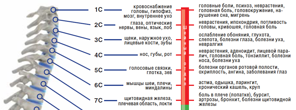 Позвонки шейного отдела позвоночника – влияние на органы и симптомы.